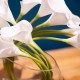 Real touch calla lillies vase with faux water 29cm