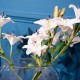 Real touch lillies crossed stem vase with faux water 50cm