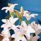 Real touch lillies crossed stem vase with faux water 50cm