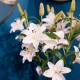 Real touch lillies vase with faux water 70cm