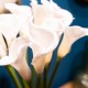 Real touch calla lillies vase with faux water 60cm