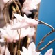 Real touch magnolia vase with faux water 97cm
