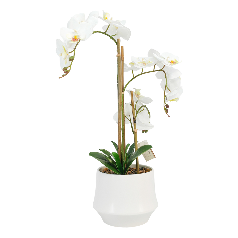 Potted orchid white 55cm