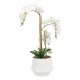 Potted orchid white 55cm