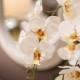 Potted orchid white 55cm