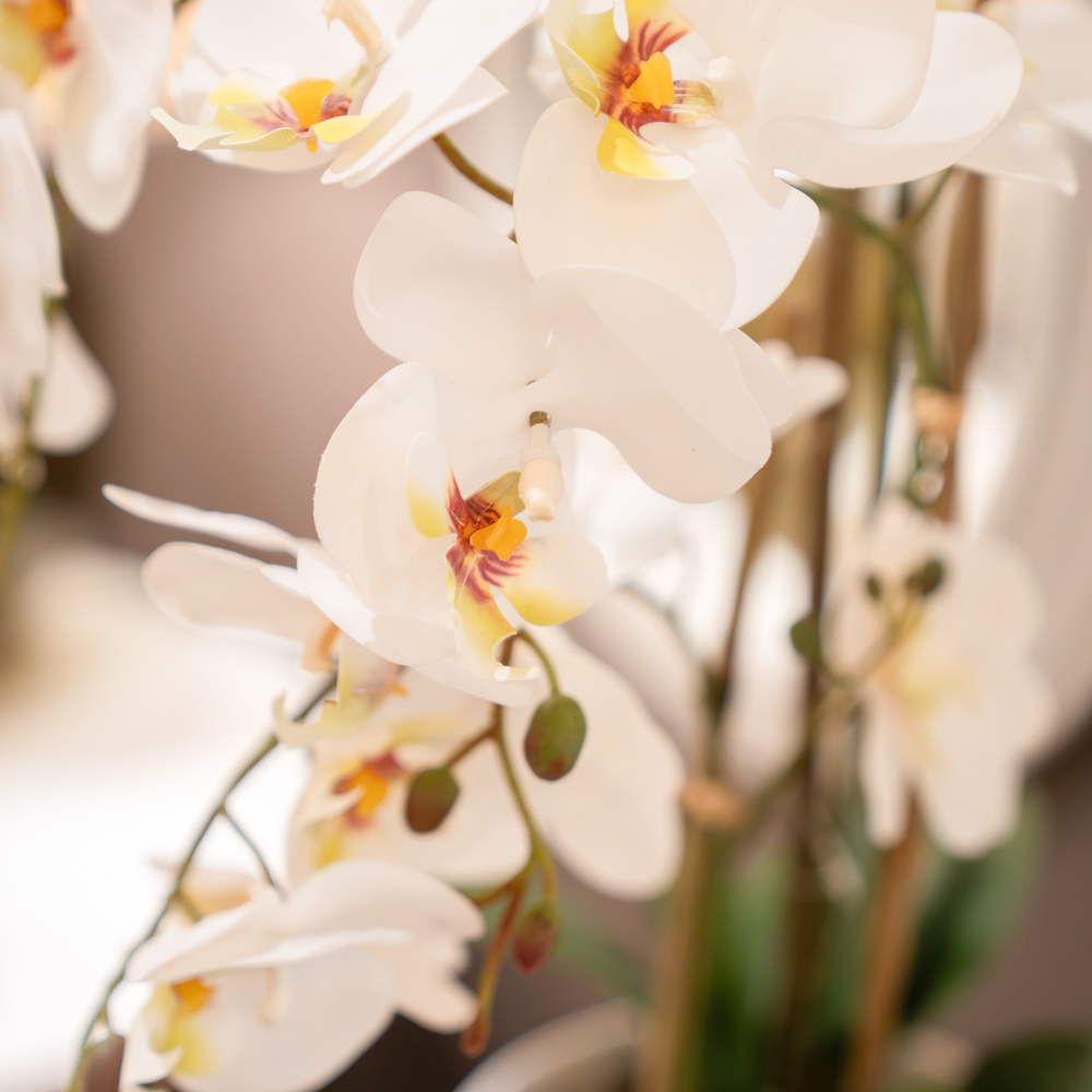 Potted orchid white 55cm