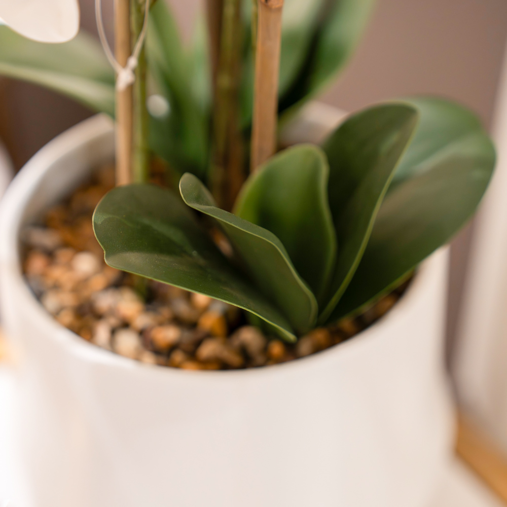 Potted orchid white 55cm