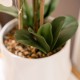 Potted orchid white 55cm