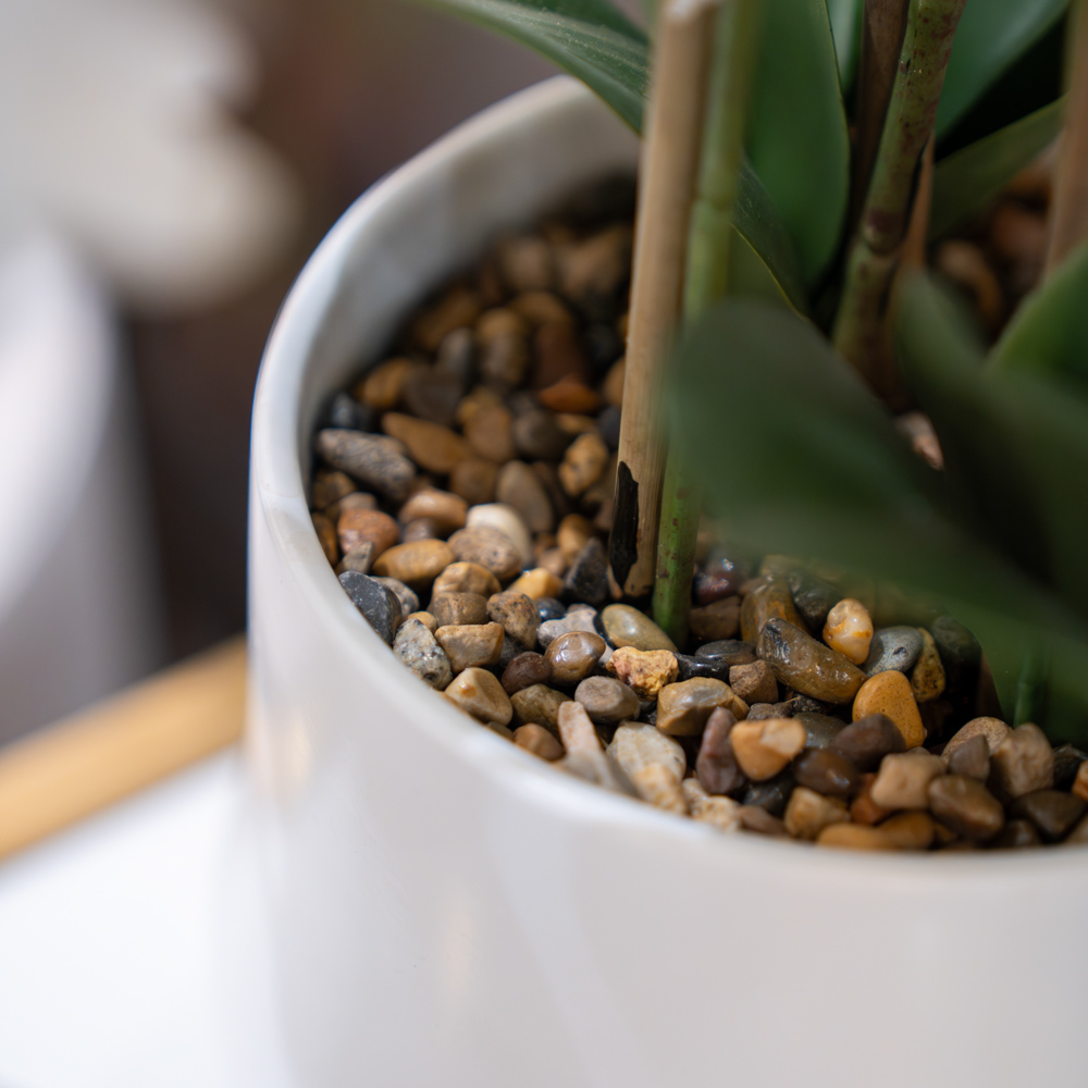 Potted orchid white 55cm