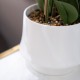 Potted orchid white 55cm