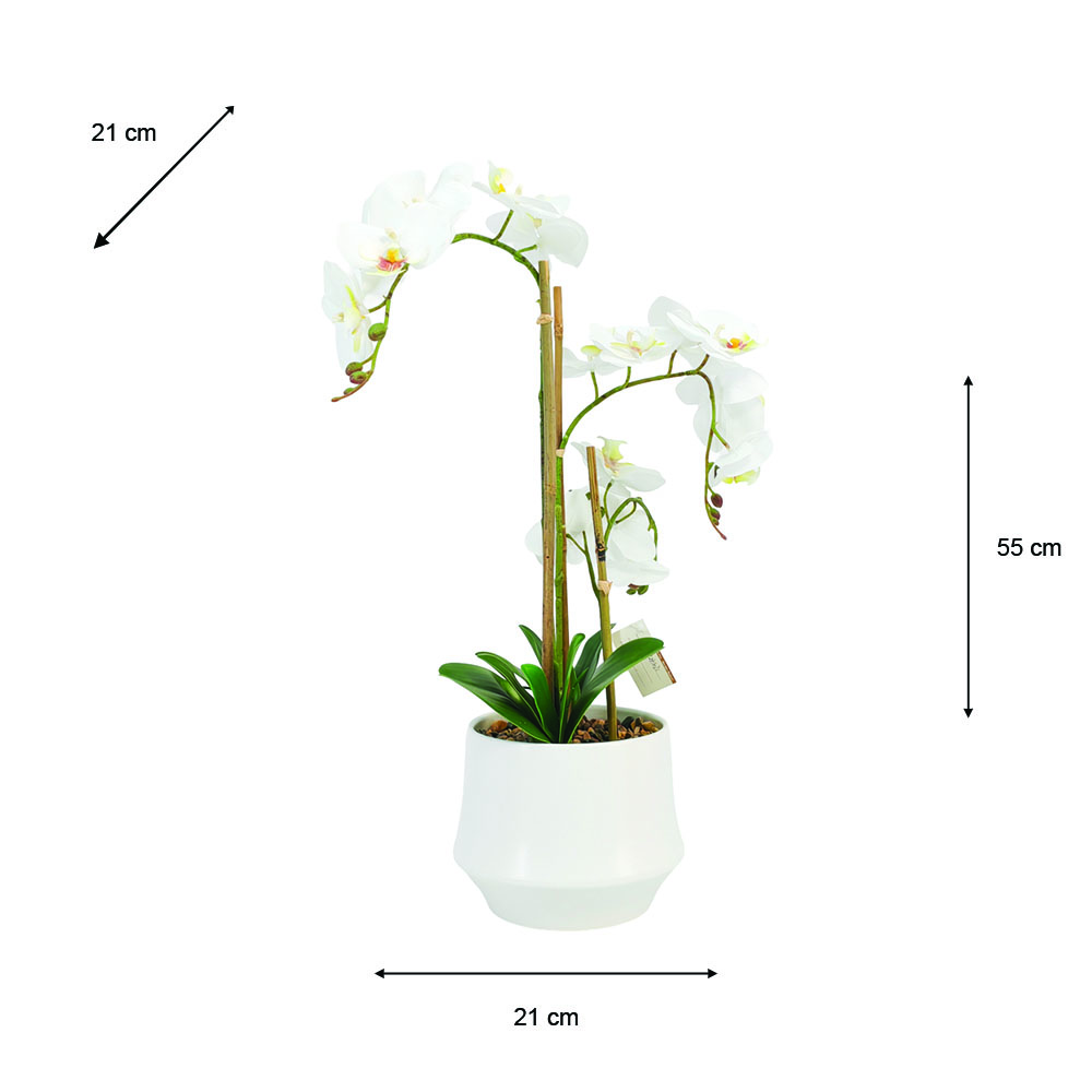 Potted orchid white 55cm