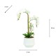 Potted orchid white 55cm