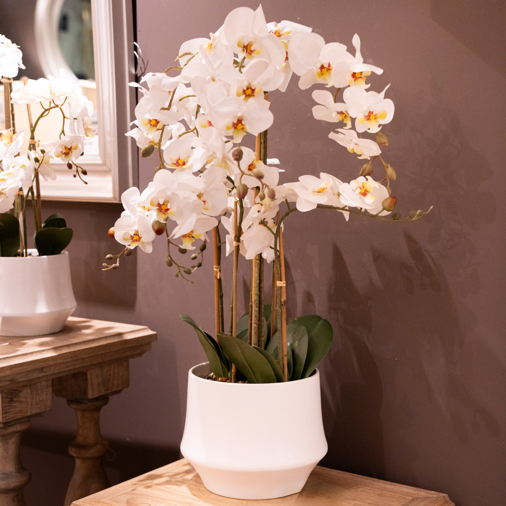 Potted orchid white 82cm