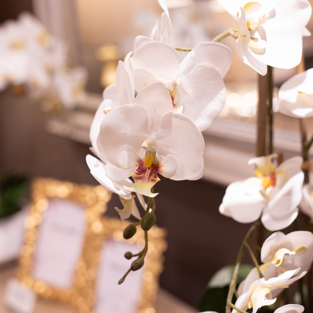 Potted orchid white 82cm