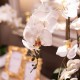 Potted orchid white 82cm