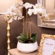 Potted orchid white 53cm
