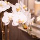 Potted orchid white 53cm