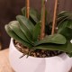 Potted orchid white 53cm