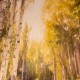Framed canvas dream in green 80x100cm